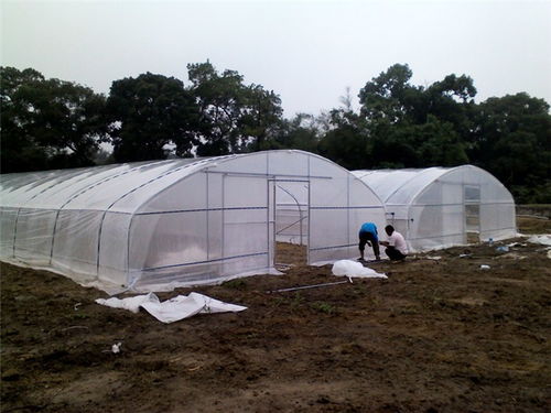 育苗大棚廠家 育苗大棚 育苗大棚 建設